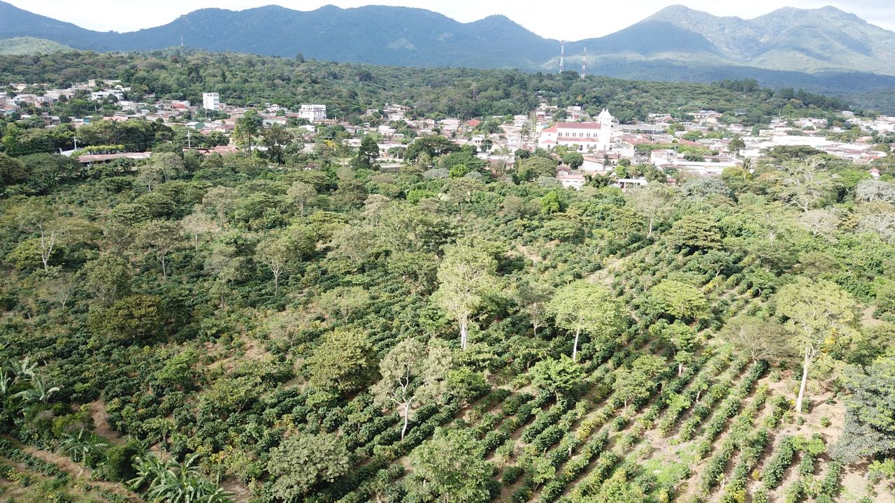 El Salvador Farm to Cup Geisha