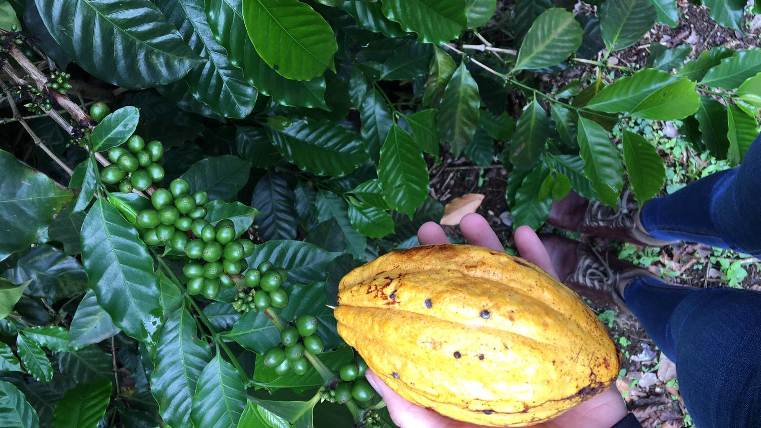 El Salvador Farm to Cup Geisha