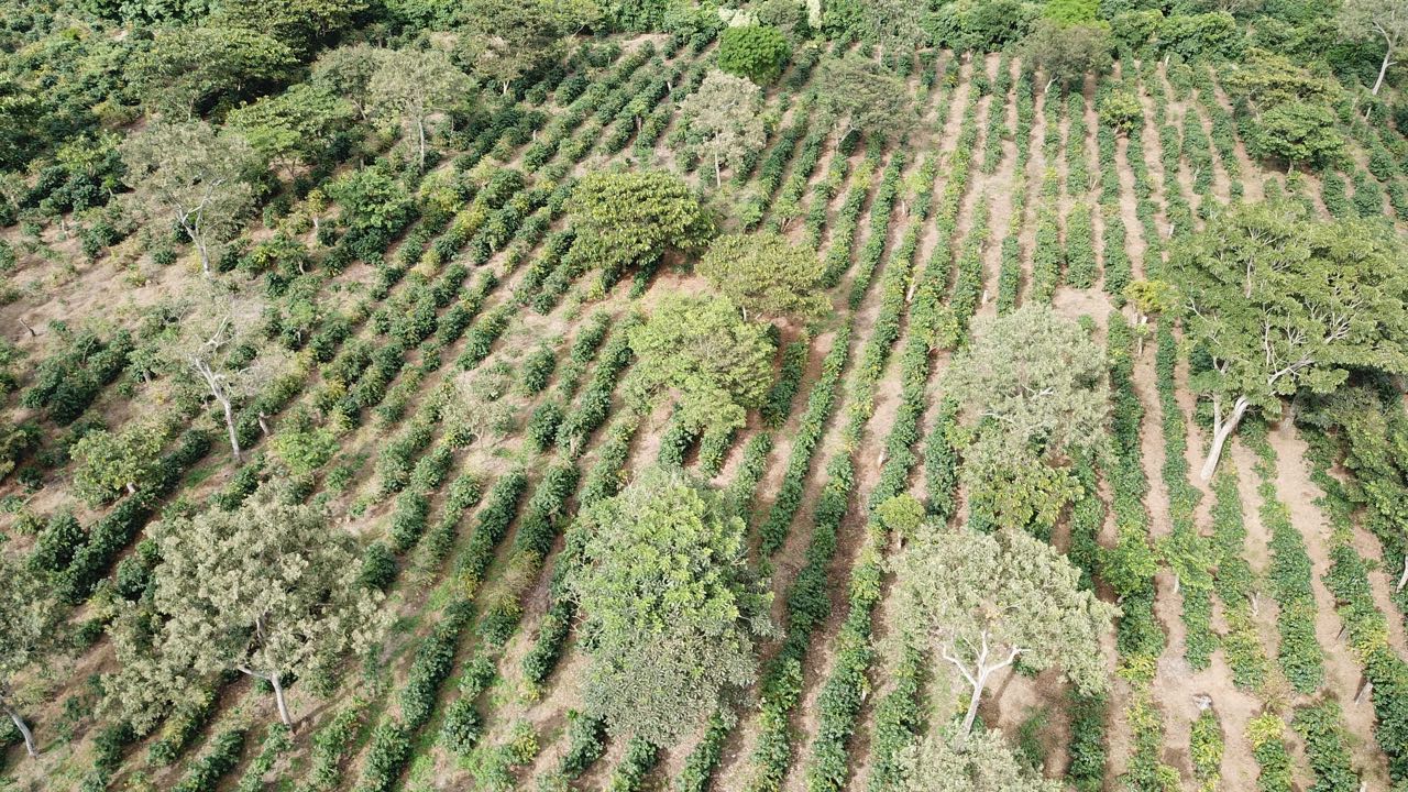 El Salvador Farm to Cup Geisha