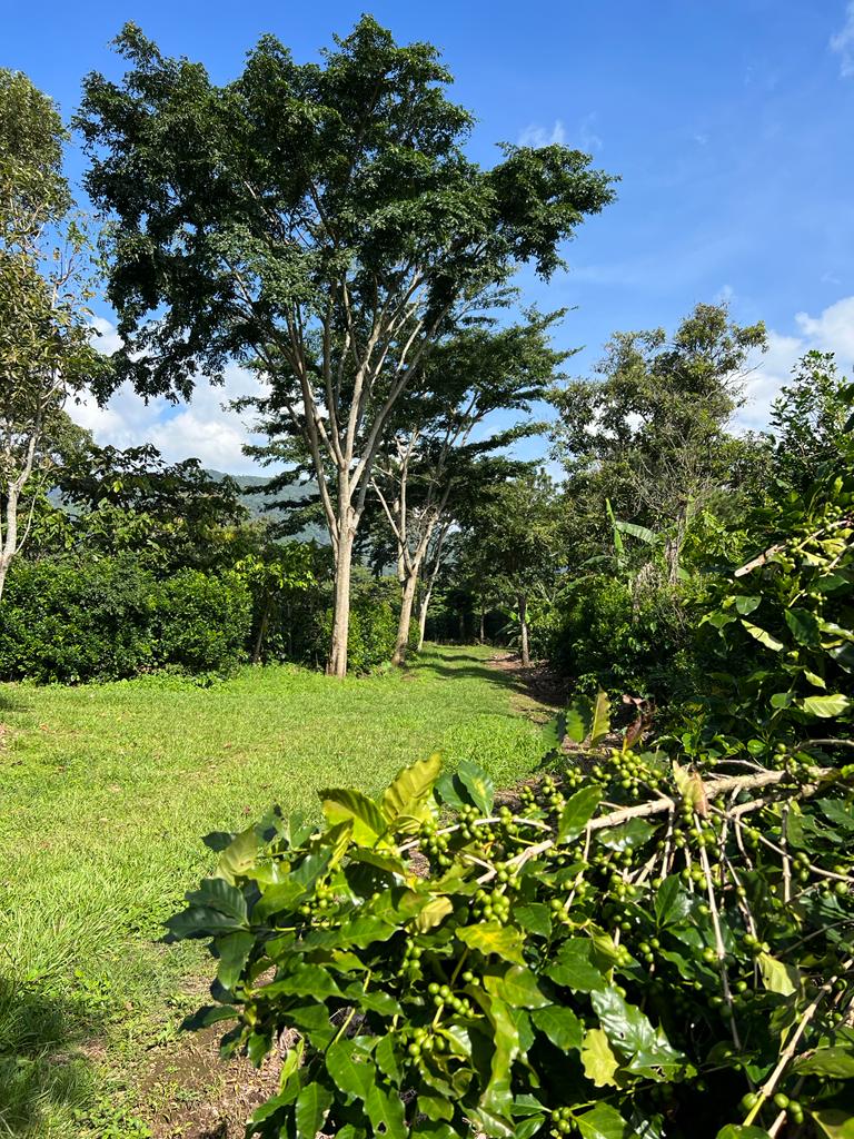 El Salvador Farm to Cup Geisha