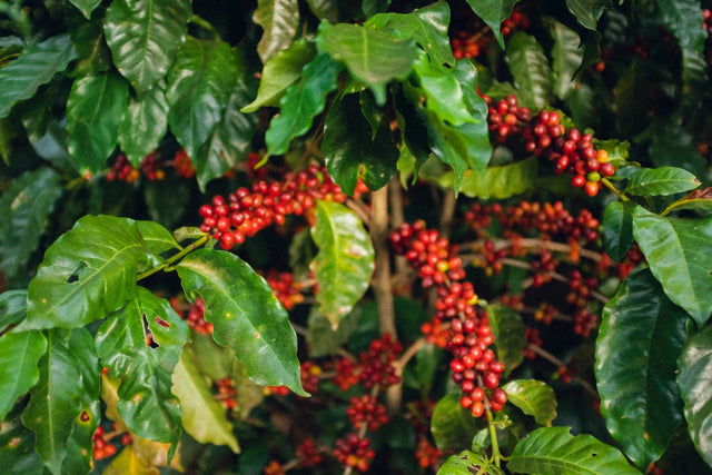El Salvador Farm to Cup Geisha