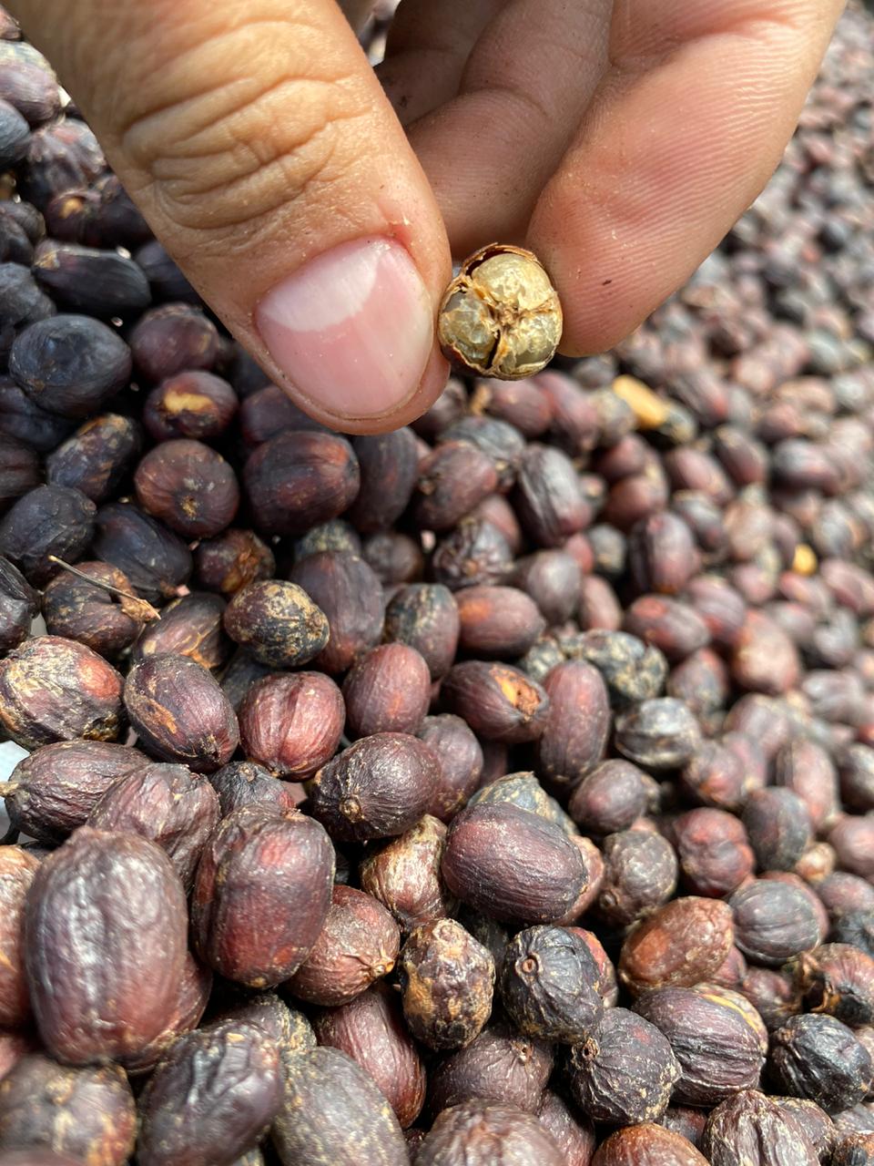 Colombia Borbon Marta Rubi