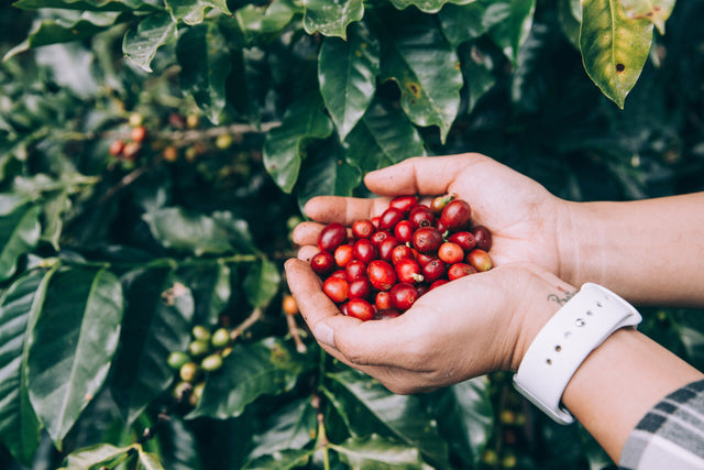 Brewtus Roasting Bags of Coffee Beans