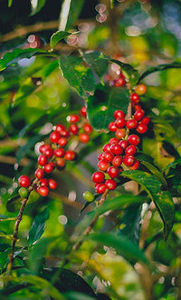 Ethiopia Natural